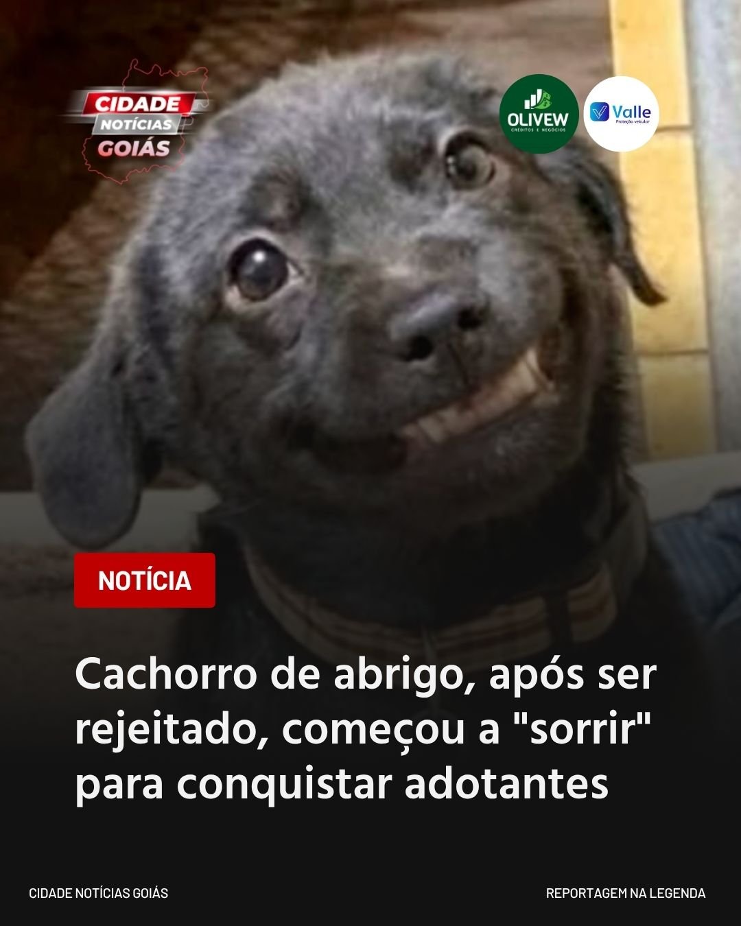 Cachorro de abrigo, após ser rejeitado, começou a “sorrir” para conquistar adotantes