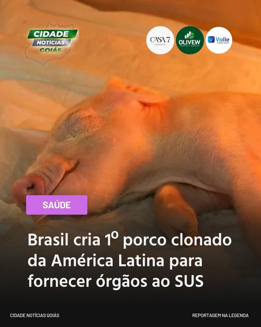 Brasil cria 1º porco clonado da América Latina para fornecer órgãos ao SUS