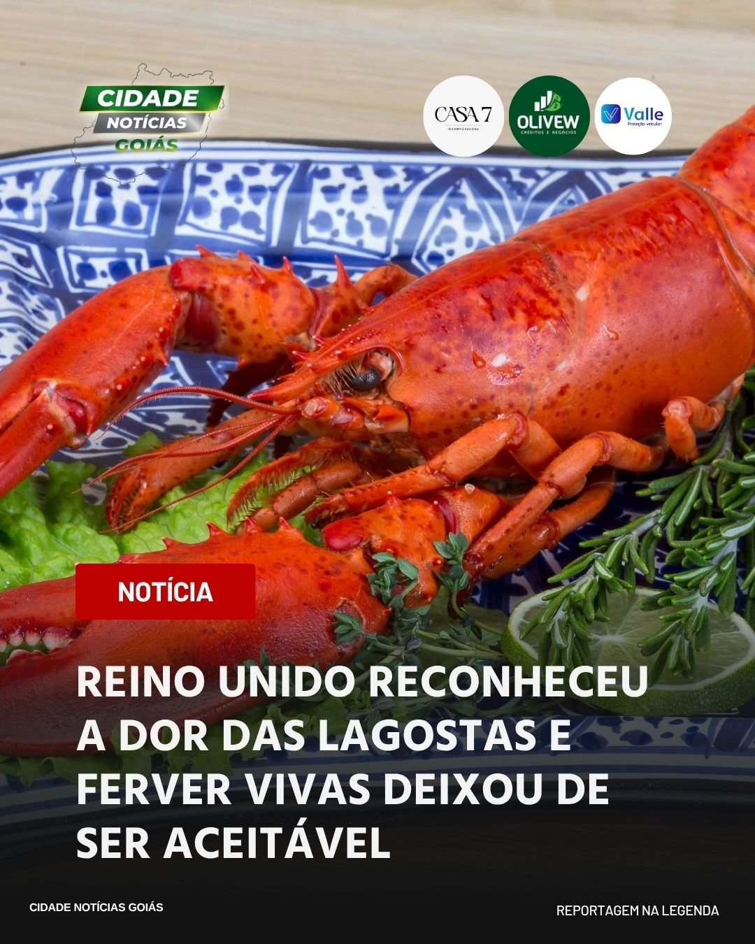 REINO UNIDO RECONHECEU A DOR DAS LAGOSTAS E FERVER VIVAS DEIXOU DE SER ACEITÁVEL