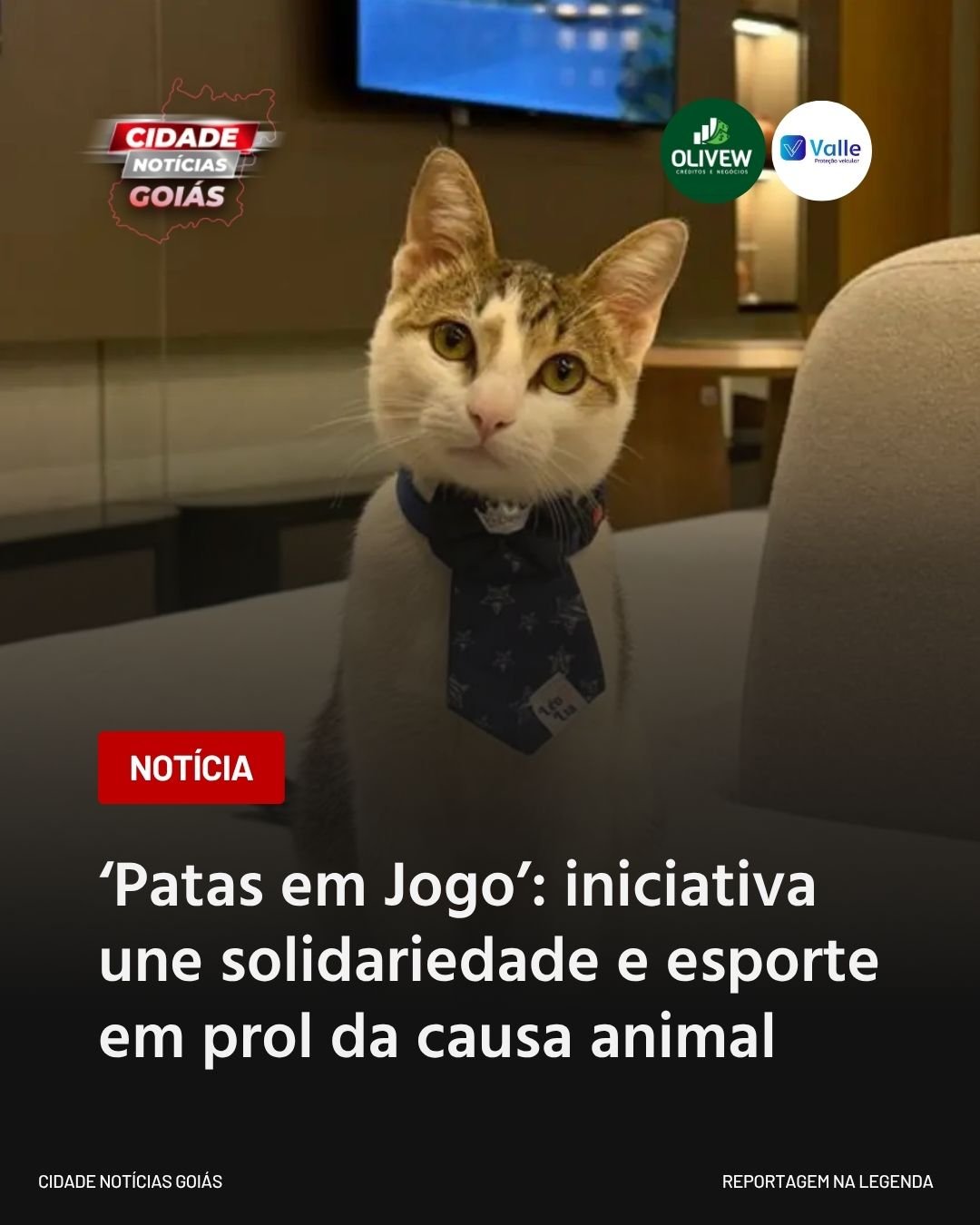 ‘Patas em Jogo’: iniciativa une solidariedade e esporte em prol da causa animal