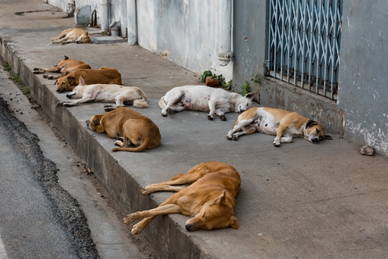 DESAPARECIMENTO DE CÃES DE RUA LEVANTA SUSPEITA DE ABATE E CONSUMO POR USUÁRIA DE DROGAS