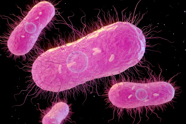 Infecção por Salmonella pode causar intoxicação grave e até morte; veja como evitar